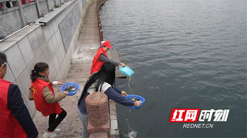 90萬尾魚苗安家永明河，江永縣“放魚養(yǎng)水”與“巡河護漁”齊步走，譜寫生態(tài)漁業(yè)與產(chǎn)業(yè)協(xié)同新篇章
