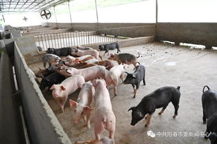 陽春畜牧漁業蓬勃發展，年總產值突破35.7億元